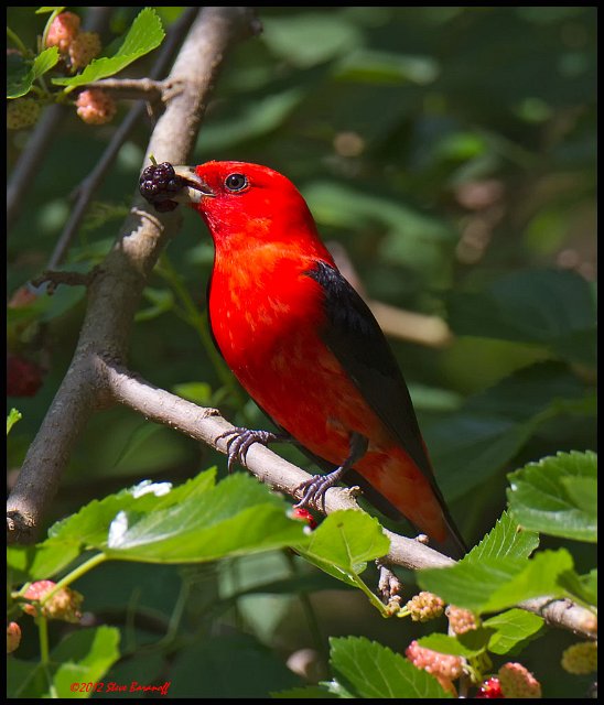 _2SB9946 scarlet tanager with mulberry.jpg